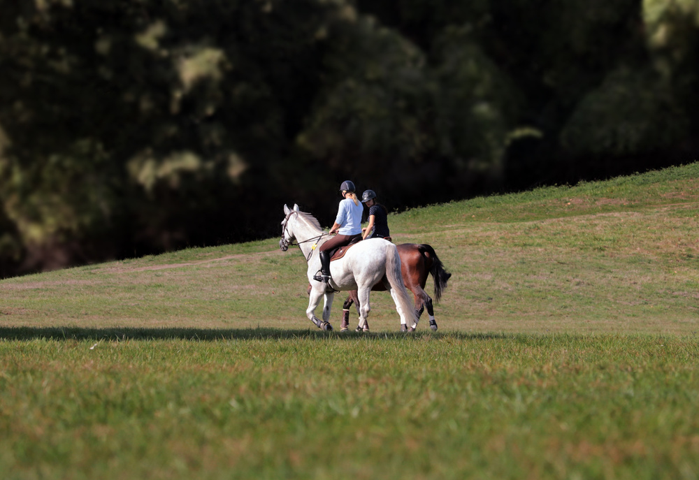 Riding Horses in the Field