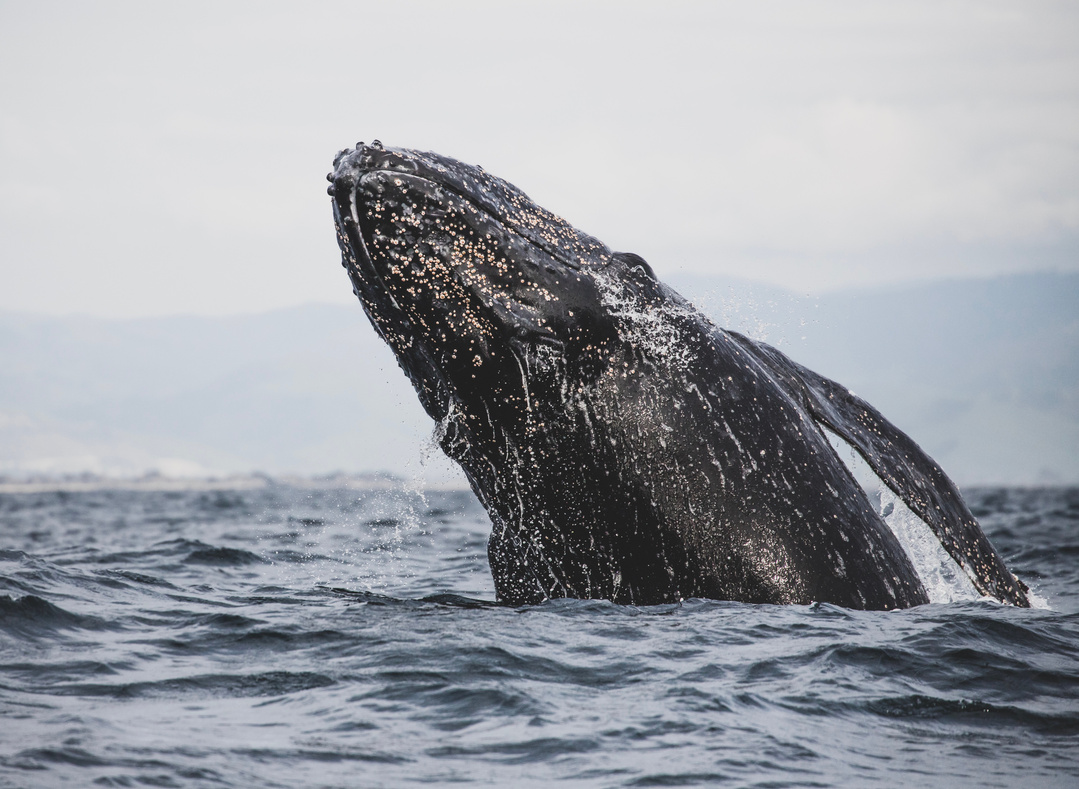 Gray Whale