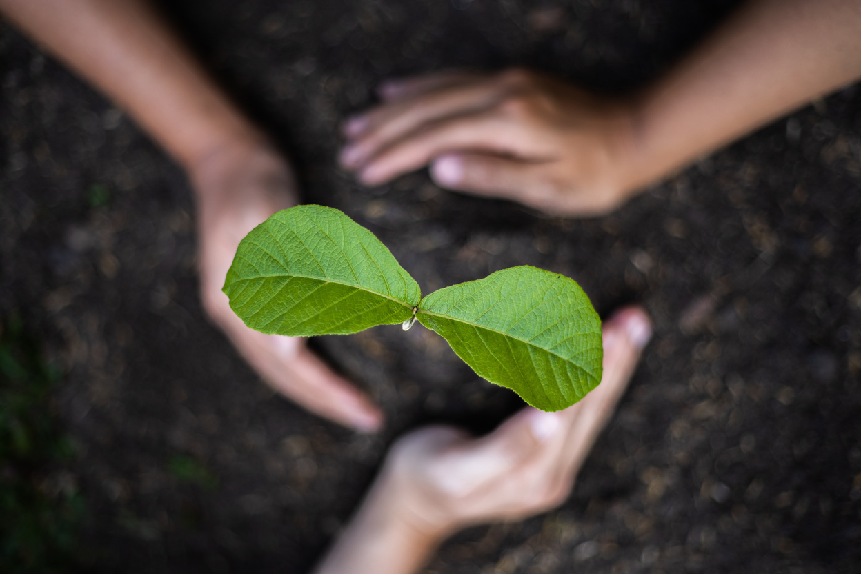 Plant a tree